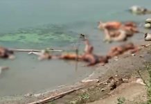 ઉત્તરપ્રદેશ, બિહારમાં ગંગા નદીમાં તરતી લાશોથી ભયનો માહોલ