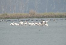 થોળ અને વઢવાણનો જળ સંતૃપ્ત જગ્યાઓ તરીકે રામસરમાં સમાવેશ