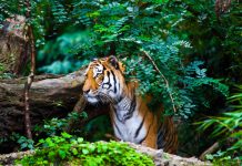 Fears of killing tigers for Tantric rituals in Madhya Pradesh