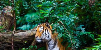 Fears of killing tigers for Tantric rituals in Madhya Pradesh