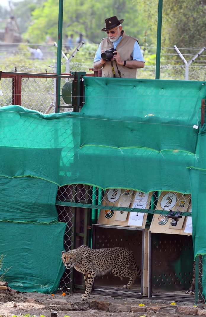 Prime Minister Modi released eight cheetahs, Namibia in Kuno Park on his birthday