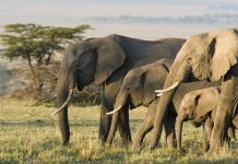 Elephant attack: The driver drove the bus in reverse for 8 km