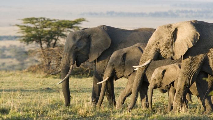 Elephant attack: The driver drove the bus in reverse for 8 km