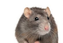 Rat problem worsens in New York