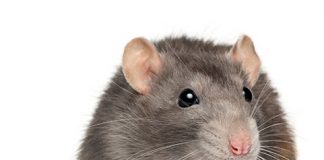Rat problem worsens in New York