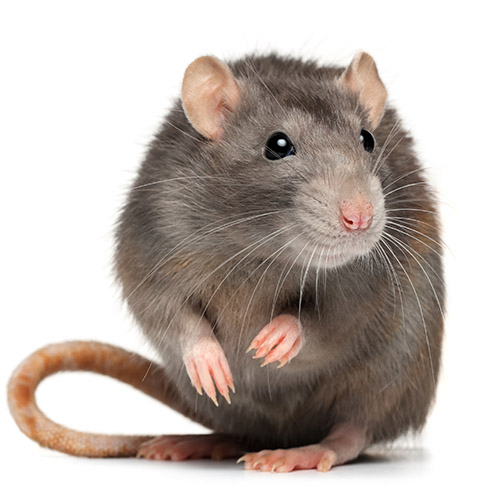 Rat problem worsens in New York