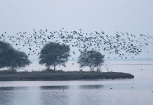135 species of migratory birds