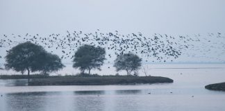 135 species of migratory birds