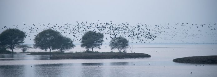 135 species of migratory birds