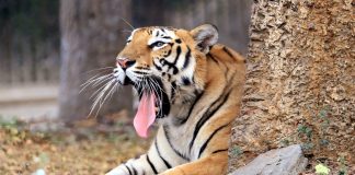 India's tiger population has increased to 3,167