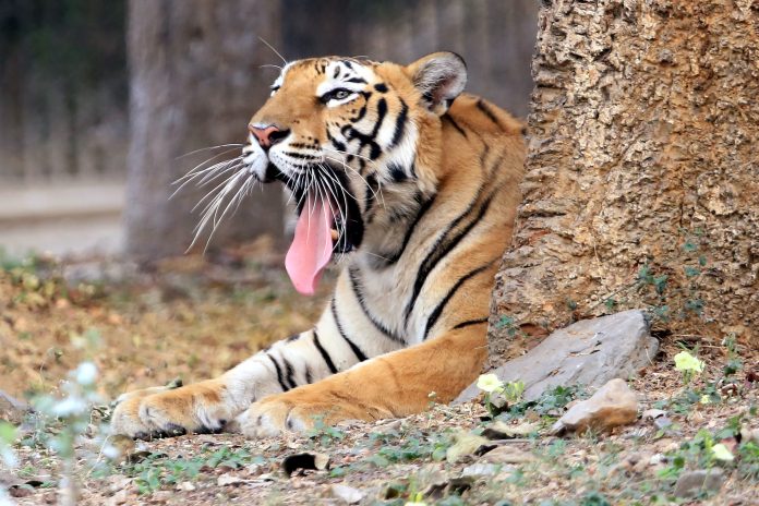 India's tiger population has increased to 3,167