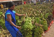 Export of banana from Bharuch district to Gulf countries