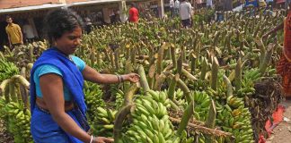 Export of banana from Bharuch district to Gulf countries