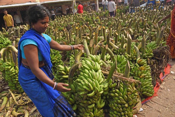 Export of banana from Bharuch district to Gulf countries