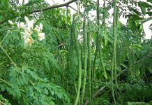 how many diseases moringa can cure