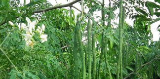 how many diseases moringa can cure