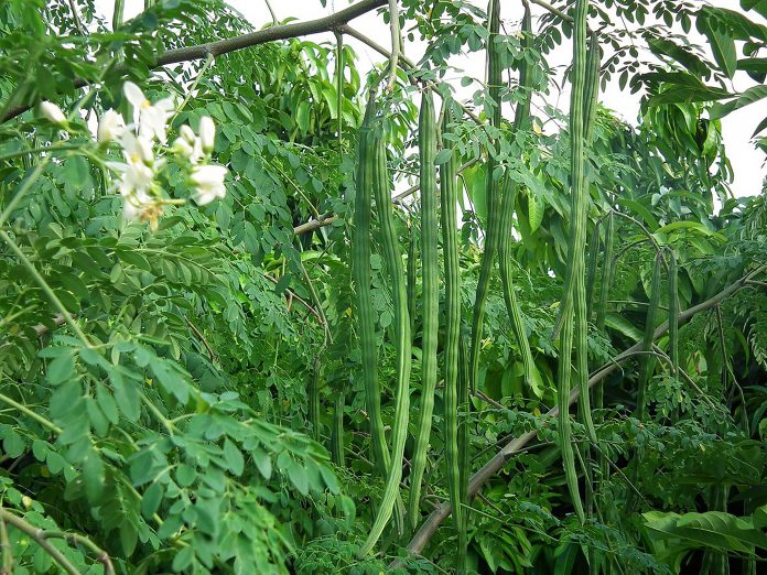 how many diseases moringa can cure