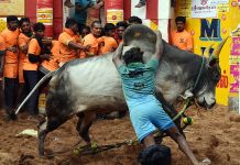 Jallikattu, Supreme Court legalization of bullock cart run