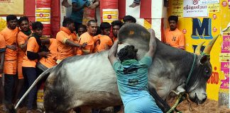 Jallikattu, Supreme Court legalization of bullock cart run