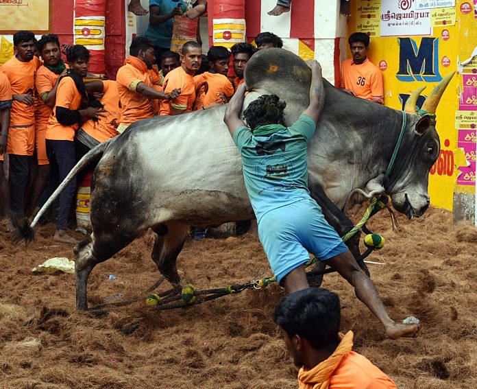 Jallikattu, Supreme Court legalization of bullock cart run