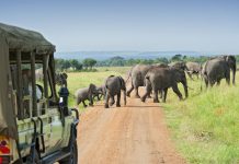 Safari car is waiting for crossing Elephants