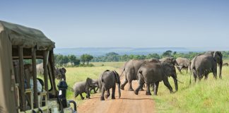 Safari car is waiting for crossing Elephants
