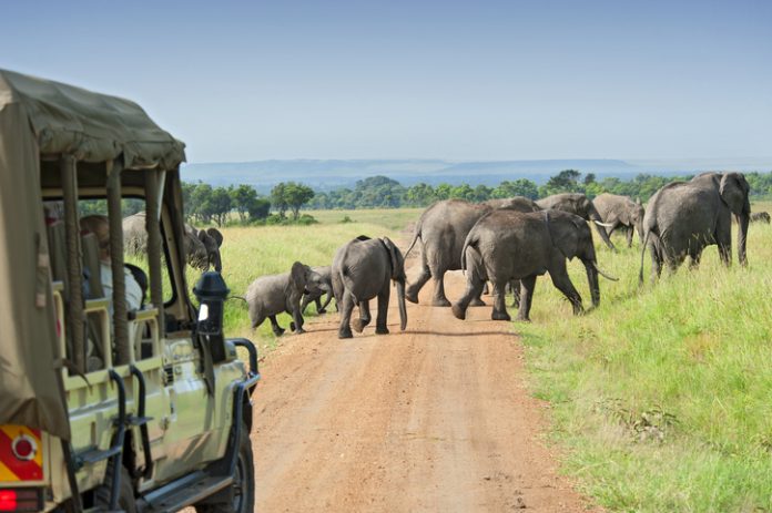 Safari car is waiting for crossing Elephants