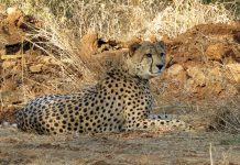 કુનો નેશનલ પાર્કમાં નામીબિયાના વધુ ચિત્તાનું મોત