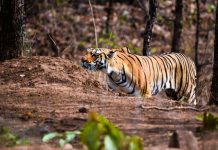 મહારાષ્ટ્રનો પેંચ ટાઈગર રિઝર્વ દેશનો પ્રથમ ડાર્ક સ્કાય પાર્ક બન્યો