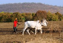 મહારાષ્ટ્રના વિદર્ભ પ્રાંતમાં ખેડૂતોની આત્મહત્યાનું પ્રમાણ વધ્યું